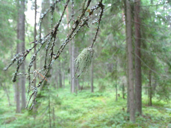 Инна Дунаева