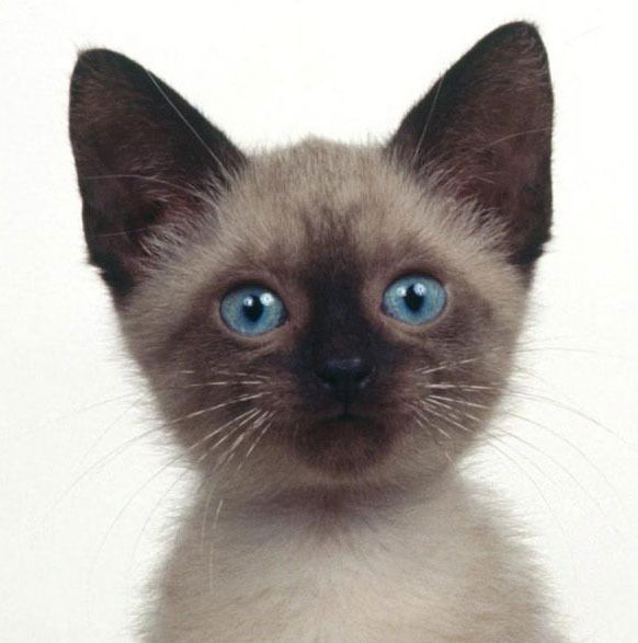 Максим Сухов