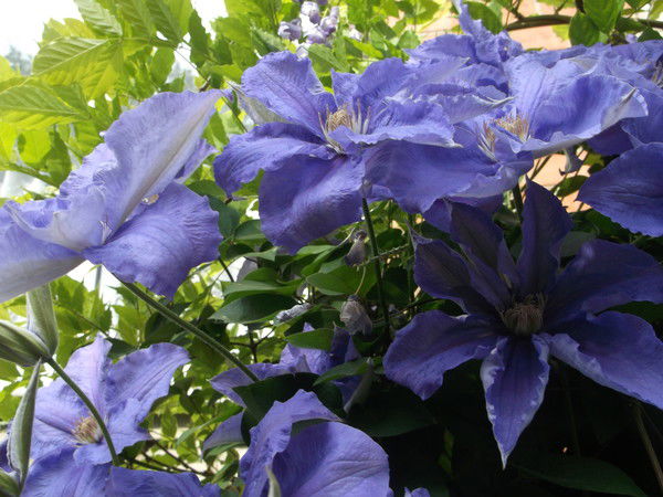 Ольга Лебедева