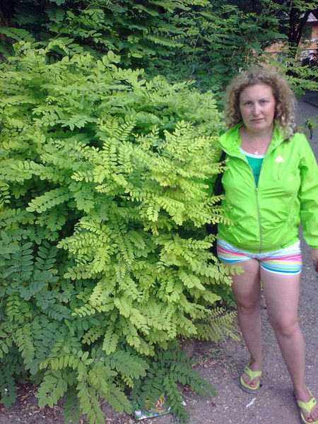 Лали Гвенетадзе