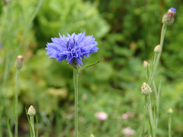 Лариса Студенко