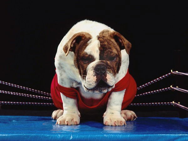 Василий Готовский