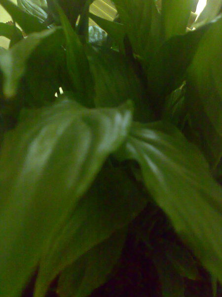 Жанна Жукеева