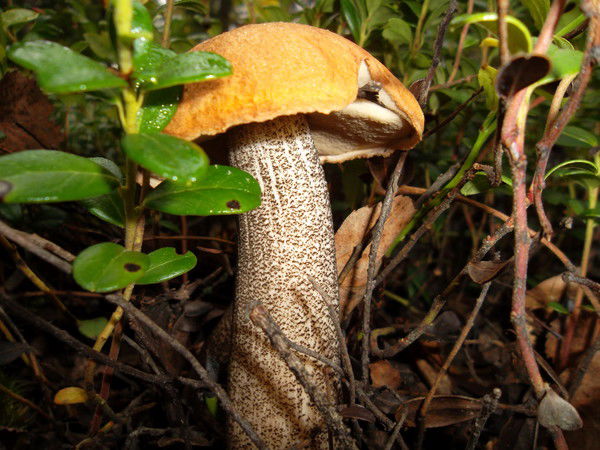 Саша Тихонов Александр