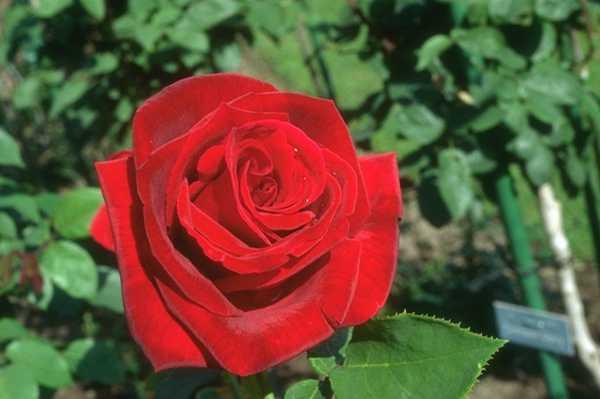 Роза Щербакова