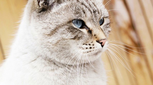 Анастасия Клименкова