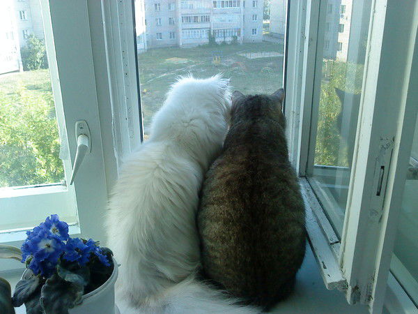 Алла Александрова