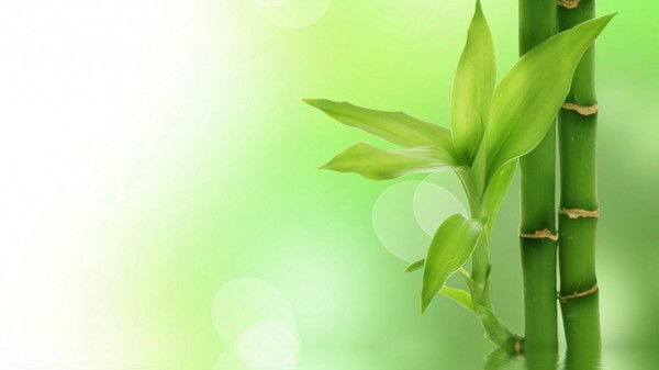 Лира Багмет