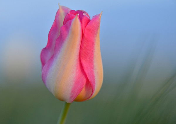 Екатерина Прокопенко