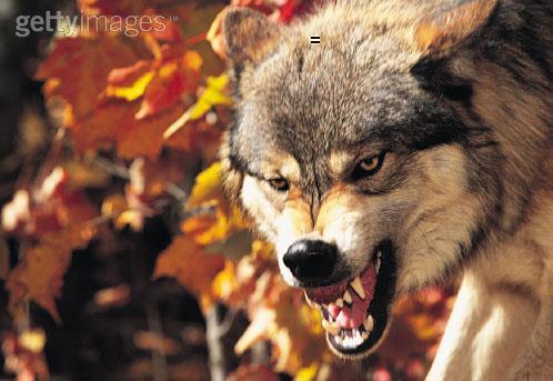 Владимир Пельц