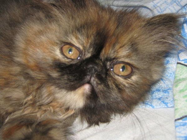 Ольга Харченко