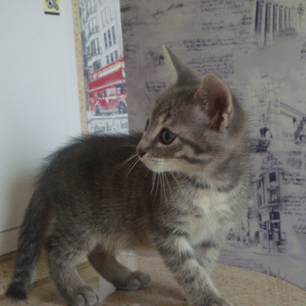 Сашка Григорьев