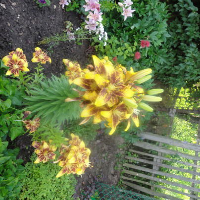 Наталья Трубникова