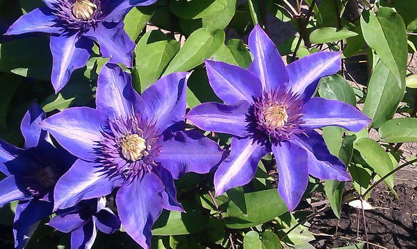 Юлия Корень