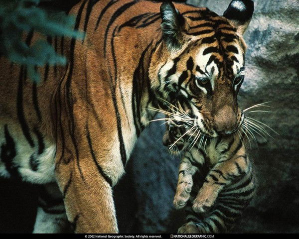 Алёна Хлопонина