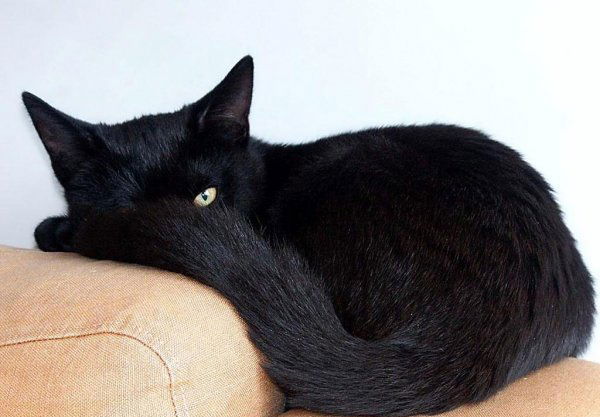 Полина Astra 84