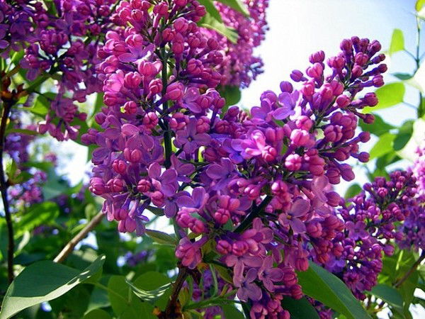 Екатерина Овчинникова