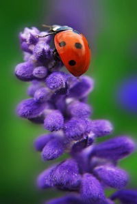 Анна Смирнова