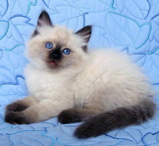 Люда Калиновская