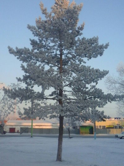 Николай Степанов