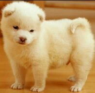 Аймок Курманова