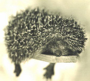 Евгений Якубенко