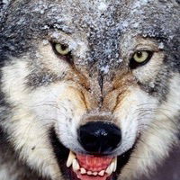 Альфред Маликов