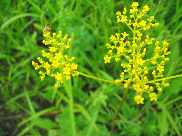 Юлия Гуськова