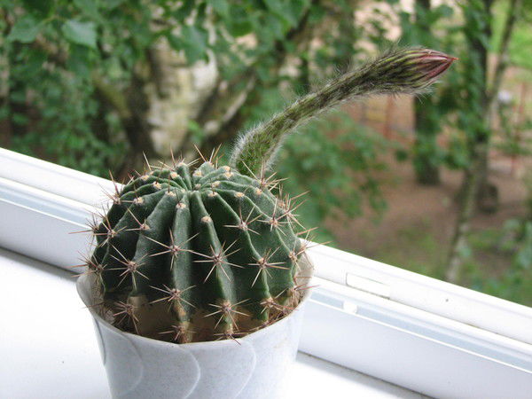 Любовь Беляева