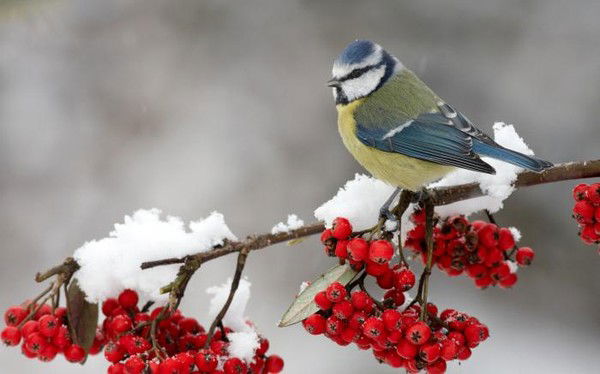 Галина Бугаева
