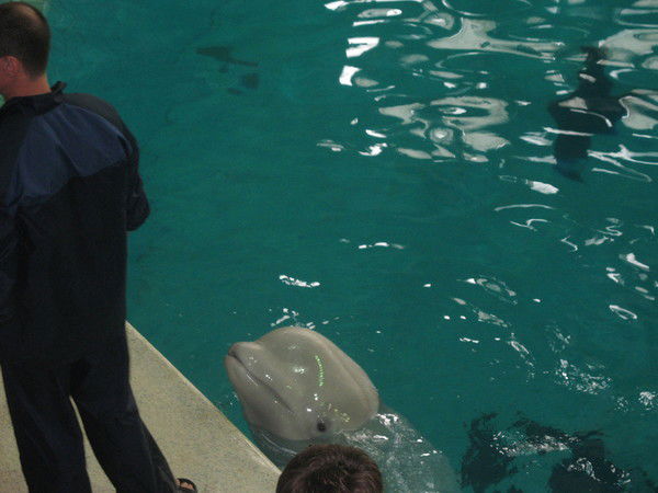 Станислав Баушев