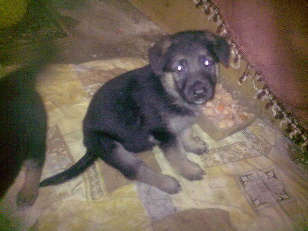 Геннадий Аносов