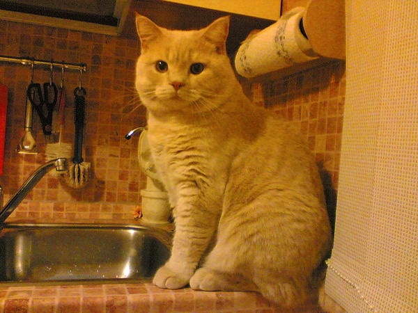 Лена Уличкина