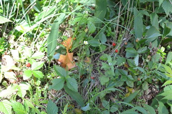 Леонид Кадушко