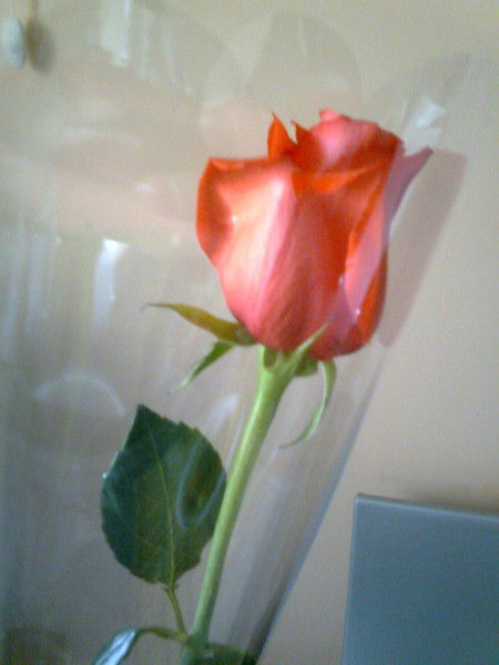 Елена Павлова