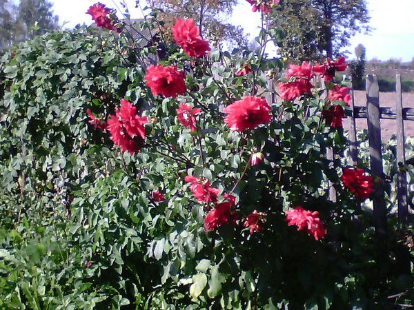 Галина Медакина