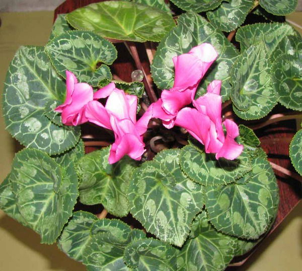 Светлана Ковалева