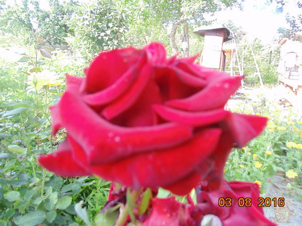 Алевтина Захаровна Глотова