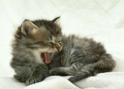 Анастасия Поливцева