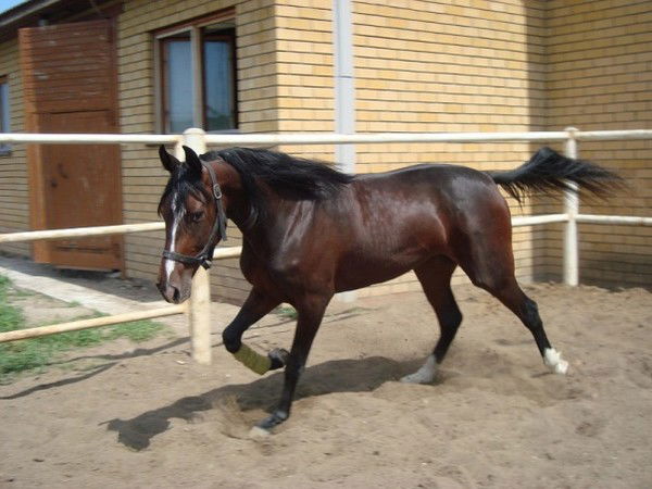 Наталья Корнеева