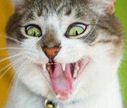 Александр Миловацки