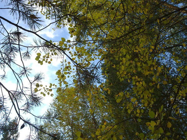 Ольга Деева