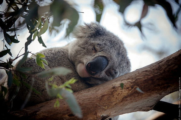 Александр Александров