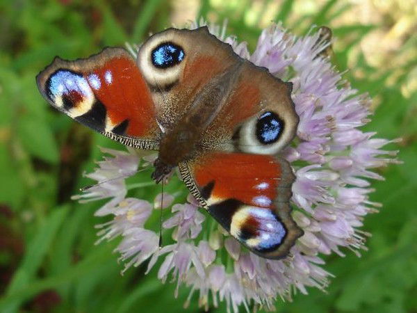 Лариса Дмитриева