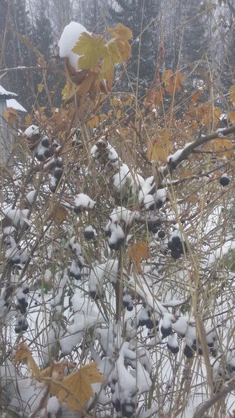 Нато Цоцория