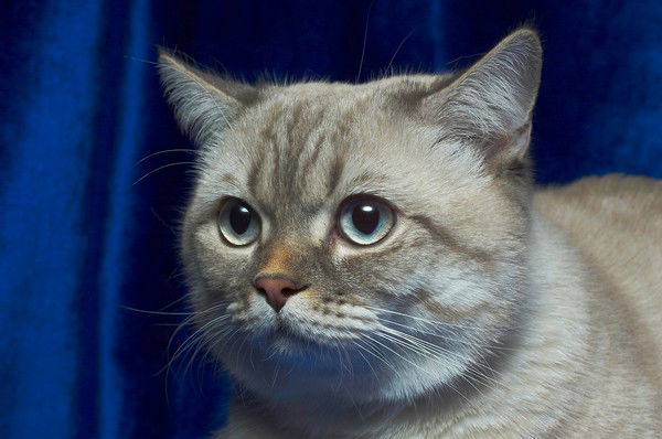 Лилия Холькина