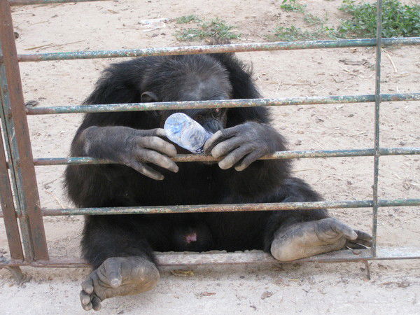 Сергей Сергупопуло