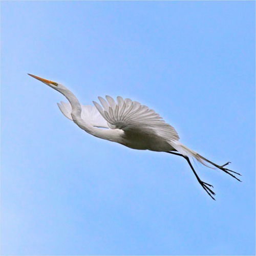 Алена Перепелица