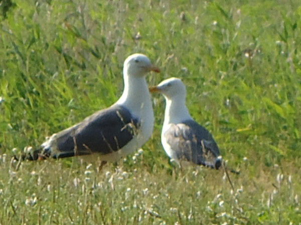 Юлия Балякина