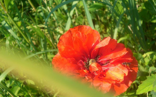 Роза Койчукулова